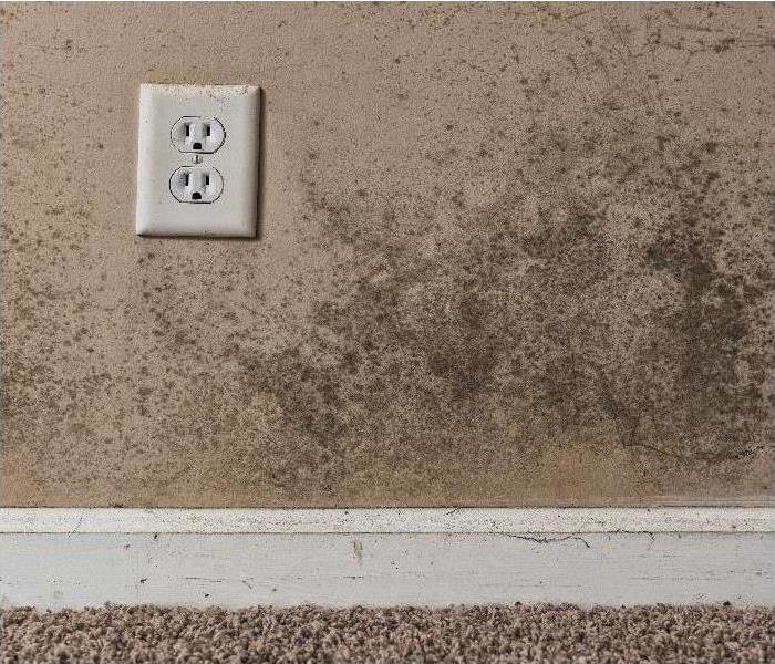 Mold by wall plug